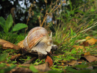 Edible snail - also helix pomatia, roman snail or burgundy snail seen from side moving in green grass close up with autums leaves