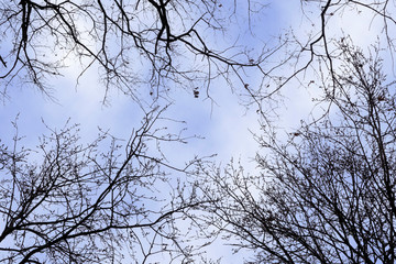 Zimowe drzewa na tle pochmurnego nieba © lukasz.burzynski