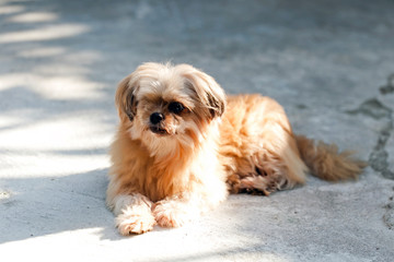 Blind dog sitting on the streets