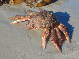 araignée de mer  sur le sable