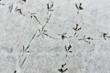 traces of birds on the snow close-up. footprints on the snow. Winter landscape