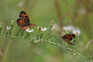 Feeding  Butterflies