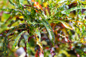 Colorful Garden croton's leaves (Codiaeum variegatum) © Classic
