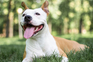 Happy Dog Portrait 