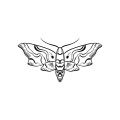 Contour of hawk moth. Antistress coloring. Butterfly line sketch