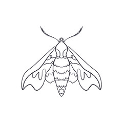 Deilephila elpenor. Pink hawk moth. Butterfly sketch
