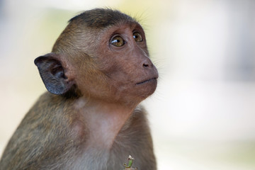 可愛いサル
