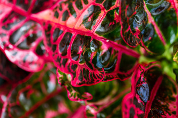 Colorful Garden croton's leaves (Codiaeum variegatum) © Classic