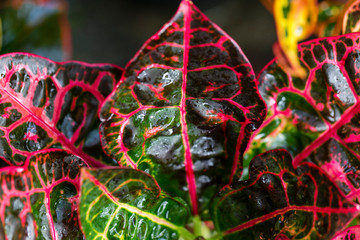 Colorful Garden croton's leaves (Codiaeum variegatum) © Classic