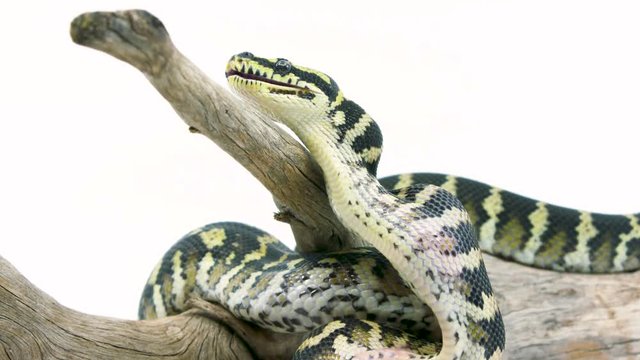 A ball python snake with a lump in its throat after just having eaten a mouse