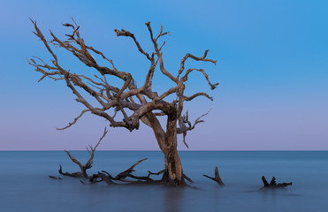Lone bare oak tree in the Atlantic Ocean off Driftwood Beach on Jekyll Island, Georgia © gnagel