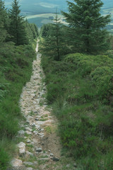 Fototapeta na wymiar forest path