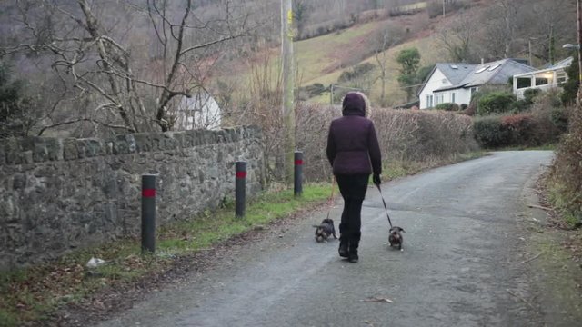 Woman in a purple coat walking two dogs along a country road during the day