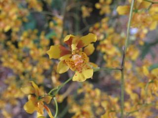 As flores amarelas enchem de brilho e alegria o jardim