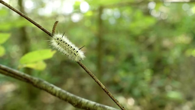 Black and white caterpillar crawls on branch - Hickory tussock