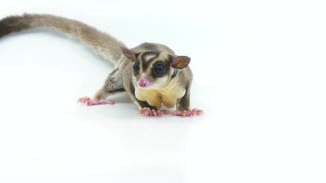 Full body shot of a curious sugar glider looking around and walks off screen on a white studio background