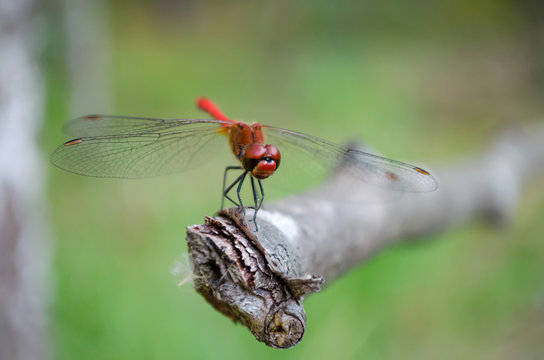 Trithemis kirbyi or orange-winged dropwing, male individual. Red dragonfly on the dry stick in its natural habitat. Fauna of Ukraine. Shallow depth of field, closeup.