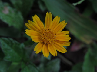 AS flores amarelas enchem de alegria os jardins e a imaginação