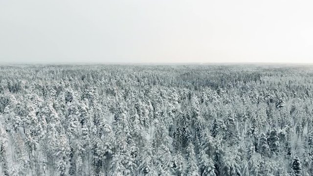 Aerial, tracking, pan, drone shot, flying low above endless, winter forest and snow, covered spruce or pine trees, on a cloudy day, in Nuuksio national park, in Espoo, Uusimaa, Finland