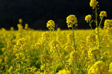 Fototapeta premium なのはな