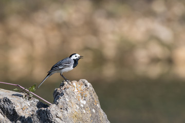 A white wagtail sitting on a rock