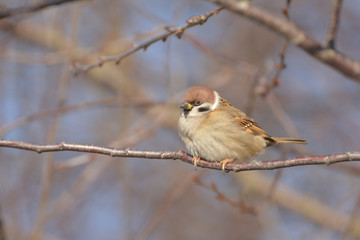 Sparrow sitting on a cherry branch in the garden in winter.
