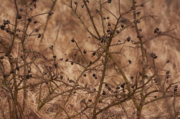 Wild thorny growths in winter.