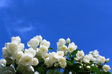 Jasmin im Garten