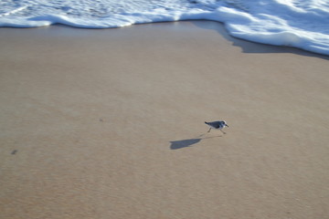 Bird on the beach