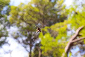 Spider fixing web in forest