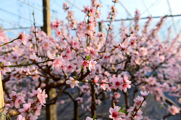 In full bloom in the peach blossom