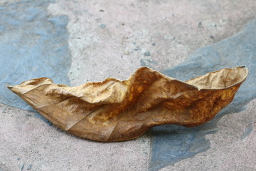 Dry leaf on concrete background, copy space.