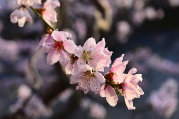 Fototapeta premium In full bloom in the peach blossom