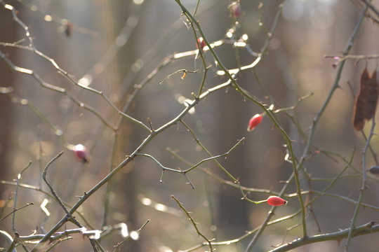 A wild rose bush. Winter forest. Bokeh in the background.