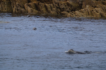Seal on the coast of Myross Island