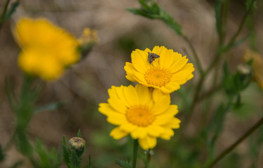 yellow flowers in garden