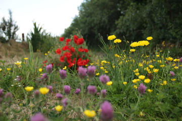field of flowers