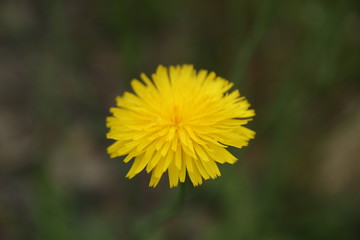 dandelion on green grass