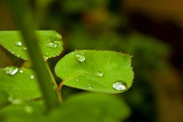 green leaf with water drops