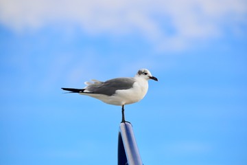 seagull