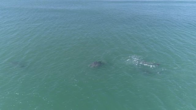 Dolphins playing as one jumps over another, aerial drone footage of a dolphin breach.