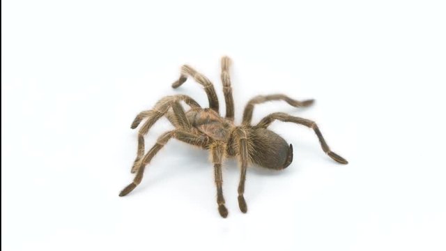 Brown tarantula spider walking slowly across a white studio background
