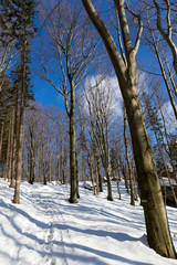 Fototapeta premium Snowy north Bohemia Landscape, Jizerske Mountains, Czech Republic