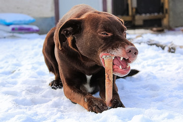 Closeup of a brown dog chewing a bone in winter