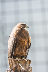 Glaring hawk hunting, perched on tree trunk