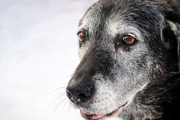 Closeup of a very dog face with its white hairs