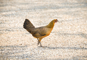 brown hen walking in the farm / bantam chicken female