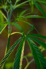Marijuana in the plant