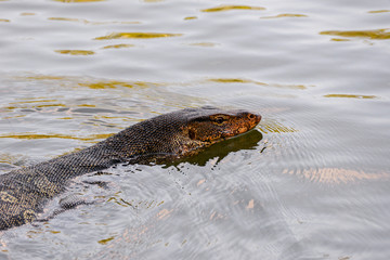 Varanus salvator / Asian water monitor lizard swimming in the pond