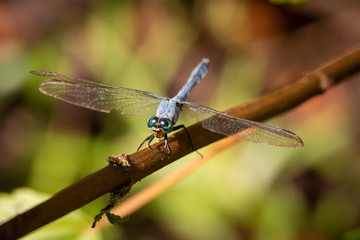 Dragon flies of South Carolina